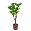 Ficus Lyrata Vertakt - Tabaksplant - P27 H140 - Kamerplant