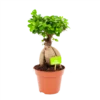 Ficus Microcarpa Ginseng - Bonsai - P17 H40 - Kamerplant
