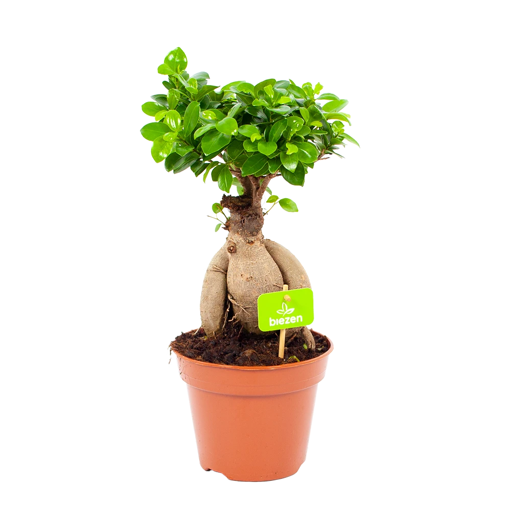 Ficus Microcarpa Ginseng - Bonsai - P17 H40 - Kamerplant 1 Ficus Microcarpa Ginseng - Bonsai - P17 H40 - Kamerplant