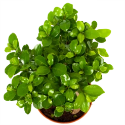 Ficus Microcarpa Ginseng - Bonsai - P17 H40 - Kamerplant 6 Ficus Microcarpa Ginseng - Bonsai - P17 H40 - Kamerplant -Plantenzadenmest Winkel ficus microcarpa ginseng bonsai p17 h40 6