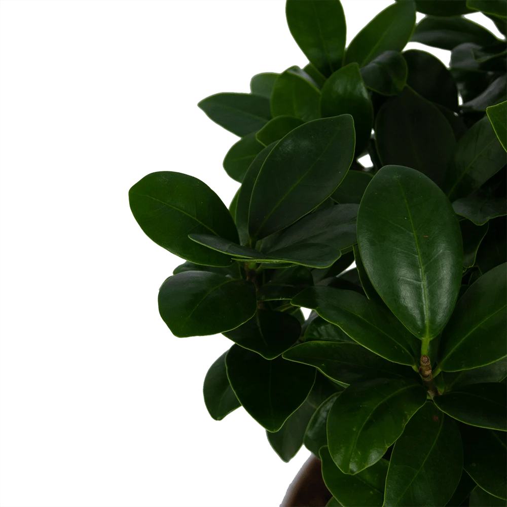 Ficus Microcarpa Ginseng - Bonsai - P20 H45 - Kamerplant 2 Ficus Microcarpa Ginseng - Bonsai - P20 H45 - Kamerplant - Afbeelding 2