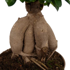 Ficus Microcarpa Ginseng - Bonsai - P20 H45 - Kamerplant 6 Ficus Microcarpa Ginseng - Bonsai - P20 H45 - Kamerplant -Plantenzadenmest Winkel ficus microcarpa ginseng bonsai p20 h45 6