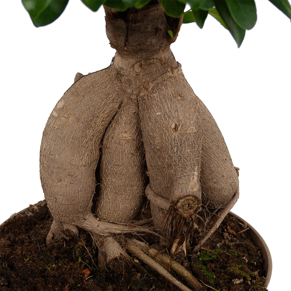 Ficus Microcarpa Ginseng - Bonsai - P20 H45 - Kamerplant 3 Ficus Microcarpa Ginseng - Bonsai - P20 H45 - Kamerplant - Afbeelding 3