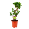 Ficus Microcarpa Ginseng - Bonsai - P21 H65 - Kamerplant