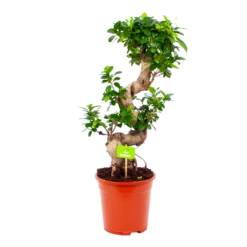 Ficus Microcarpa Ginseng - Bonsai - P21 H65 - Kamerplant
