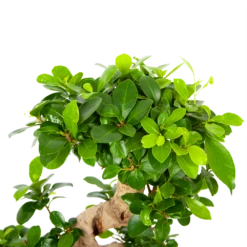 Ficus Microcarpa Ginseng - Bonsai - P21 H65 - Kamerplant -Plantenzadenmest Winkel ficus microcarpa ginseng bonsai p21 h65 6
