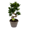 Ficus Microcarpa Ginseng - Bonsai - P25 H70 - Kamerplant