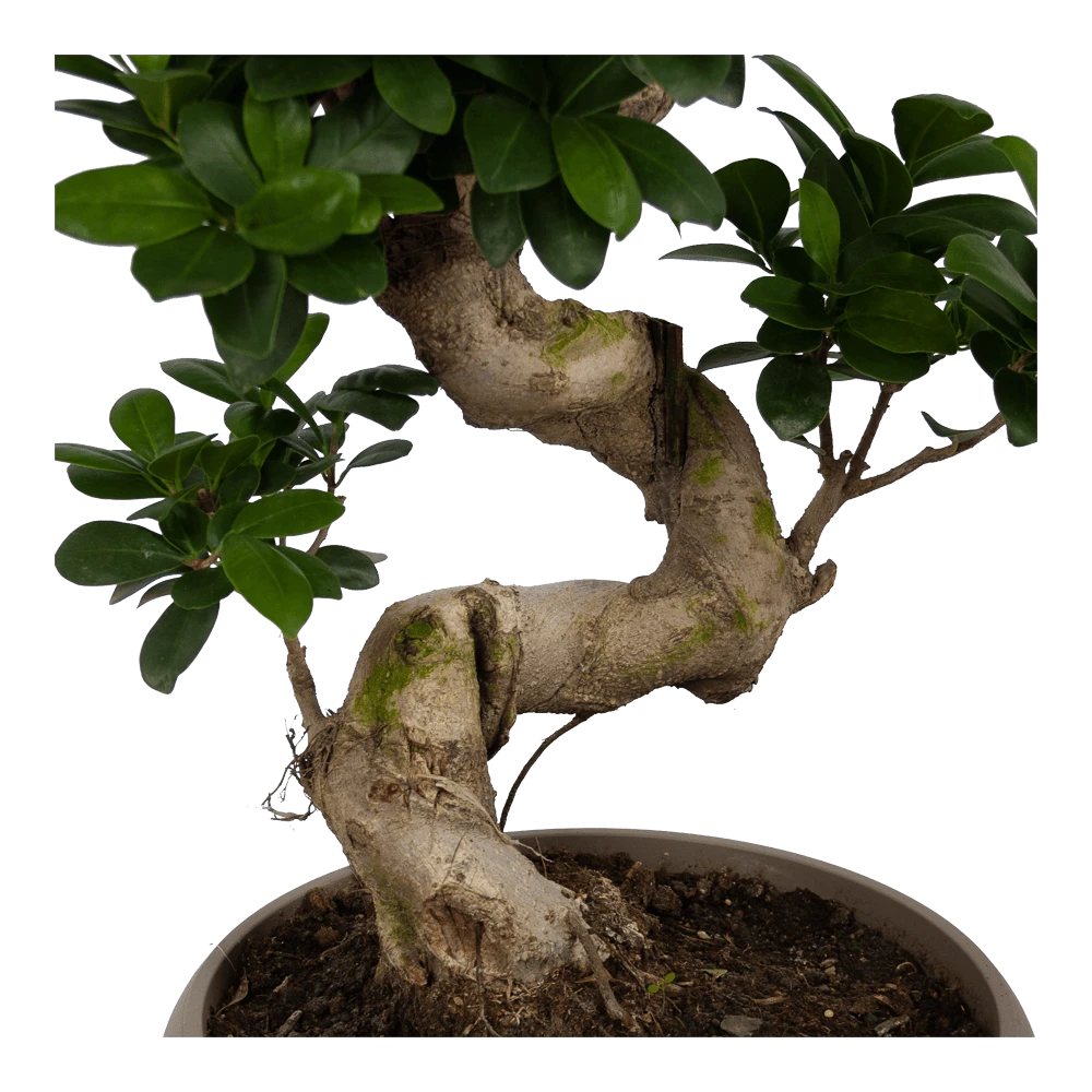 Ficus Microcarpa Ginseng - Bonsai - P25 H70 - Kamerplant 2 Ficus Microcarpa Ginseng - Bonsai - P25 H70 - Kamerplant - Afbeelding 2