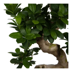 Ficus Microcarpa Ginseng - Bonsai - P25 H70 - Kamerplant 6 Ficus Microcarpa Ginseng - Bonsai - P25 H70 - Kamerplant -Plantenzadenmest Winkel ficus microcarpa ginseng bonsai p25 h70 6