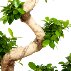 Ficus Microcarpa Ginseng - Bonsai - P29 H90 - Kamerplant -Plantenzadenmest Winkel ficus microcarpa ginseng bonsai p29 h90 6