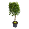 Ficus Microcarpa Nitida Op Gevlochten Stam - Treurvijg - P24 H100 - Kamerplant