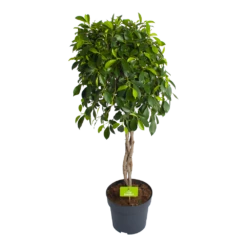 Ficus Microcarpa Nitida Op Gevlochten Stam - Treurvijg - P24 H100 - Kamerplant