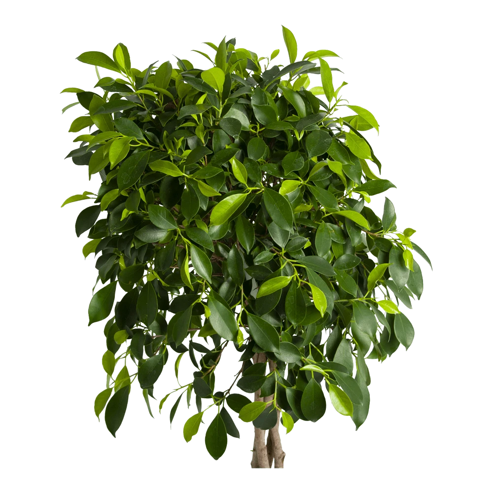 Ficus Microcarpa Nitida Op Gevlochten Stam - Treurvijg - P24 H100 - Kamerplant 2 Ficus Microcarpa Nitida Op Gevlochten Stam - Treurvijg - P24 H100 - Kamerplant - Afbeelding 2