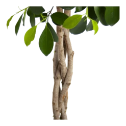 Ficus Microcarpa Nitida Op Gevlochten Stam - Treurvijg - P24 H100 - Kamerplant 7 Ficus Microcarpa Nitida Op Gevlochten Stam - Treurvijg - P24 H100 - Kamerplant -Plantenzadenmest Winkel ficus microcarpa nitida op gevlochten stam treurvijg p24 h100 3