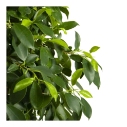 Ficus Microcarpa Nitida Op Gevlochten Stam - Treurvijg - P24 H100 - Kamerplant 8 Ficus Microcarpa Nitida Op Gevlochten Stam - Treurvijg - P24 H100 - Kamerplant -Plantenzadenmest Winkel ficus microcarpa nitida op gevlochten stam treurvijg p24 h100 4