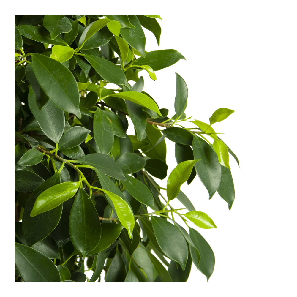 Ficus Microcarpa Nitida Op Gevlochten Stam - Treurvijg - P24 H100 - Kamerplant 4 Ficus Microcarpa Nitida Op Gevlochten Stam - Treurvijg - P24 H100 - Kamerplant - Afbeelding 4