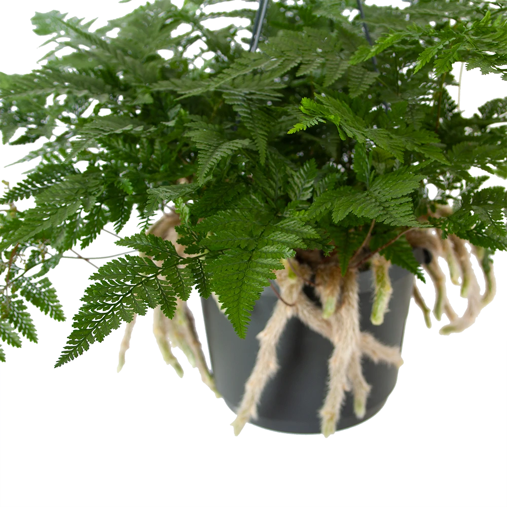 Humata Tyermannii - In Hangpot - P17 H30 - Kamerplant 2 Humata Tyermannii - In Hangpot - P17 H30 - Kamerplant - Afbeelding 2