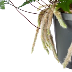 Humata Tyermannii - In Hangpot - P17 H30 - Kamerplant 6 Humata Tyermannii - In Hangpot - P17 H30 - Kamerplant -Plantenzadenmest Winkel humata tyermannii in hangpot p17 h30 6