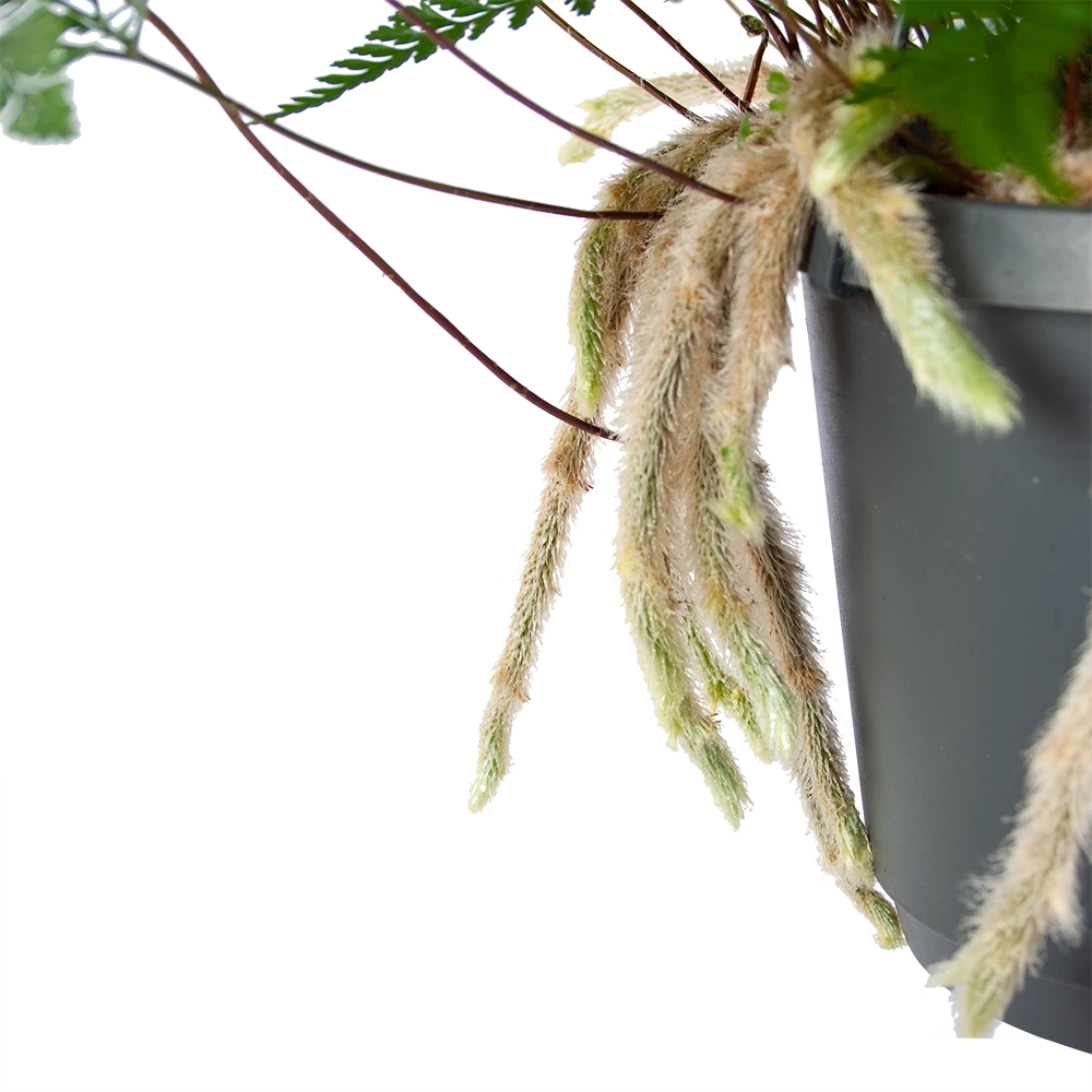 Humata Tyermannii - In Hangpot - P17 H30 - Kamerplant 3 Humata Tyermannii - In Hangpot - P17 H30 - Kamerplant - Afbeelding 3