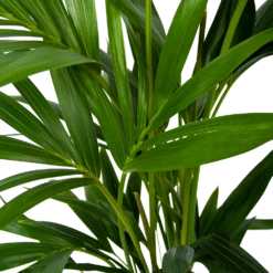 Kentiapalm - Howea Forsteriana - P19 H80 - Kamerplant -Plantenzadenmest Winkel kentiapalm howea forsteriana p19 h80 6