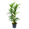 Kentiapalm - Howea Forsteriana - P19 H90 - Kamerplant