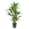 Kentiapalm - Howea Forsteriana - P21 H120 - Kamerplant