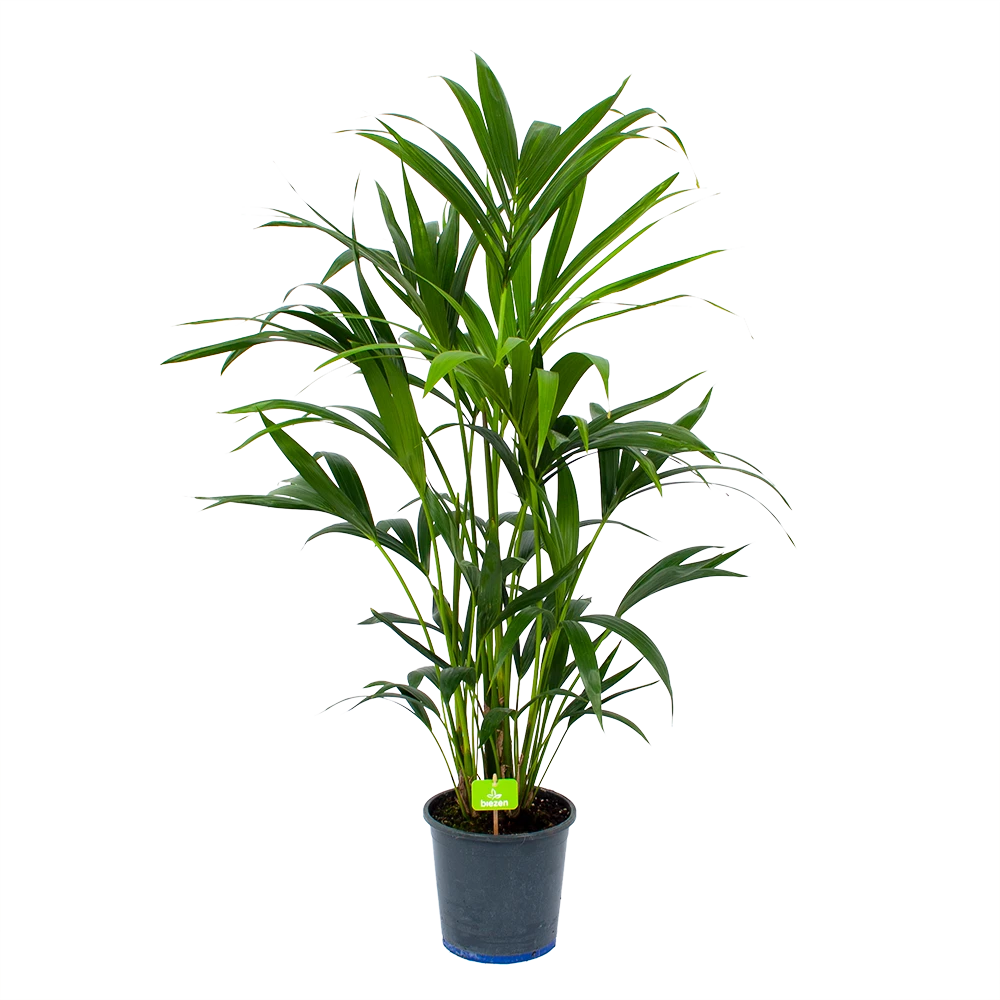 Kentiapalm - Howea Forsteriana - P21 H120 - Kamerplant 1 Kentiapalm - Howea Forsteriana - P21 H120 - Kamerplant