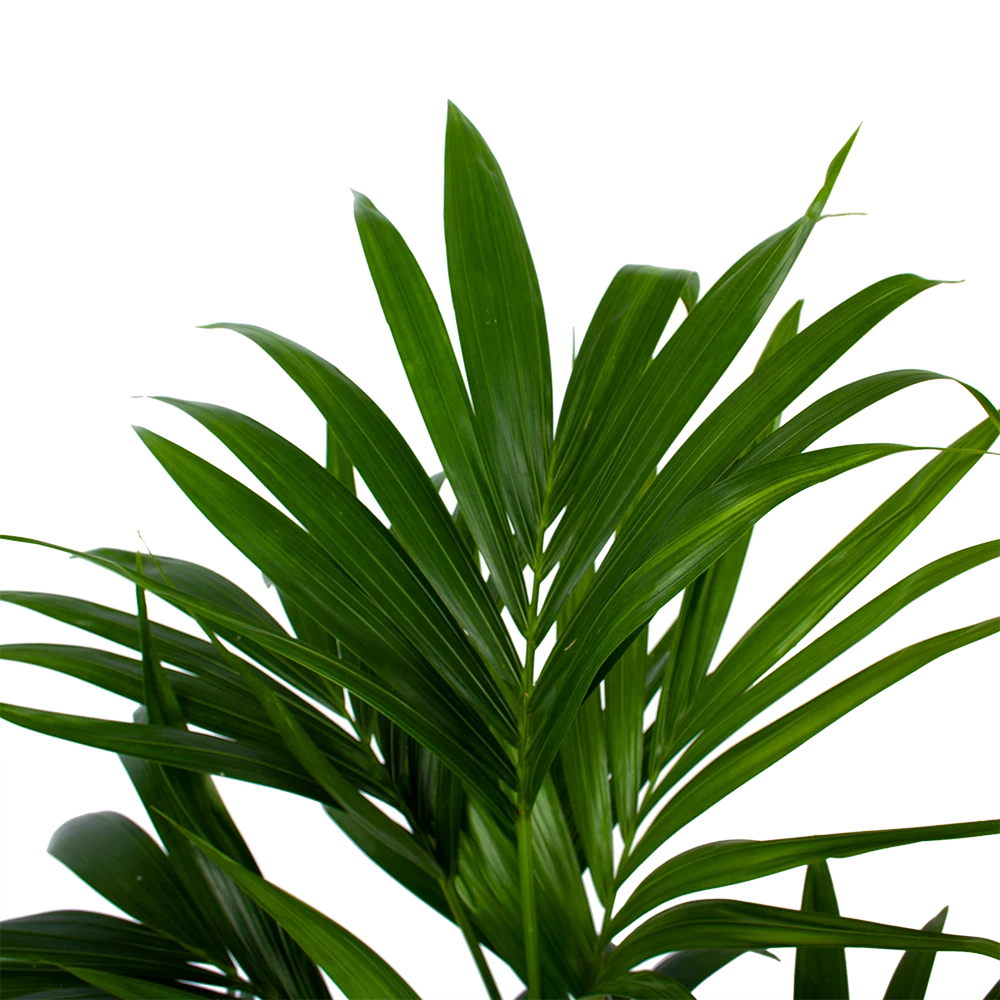 Kentiapalm - Howea Forsteriana - P21 H120 - Kamerplant 2 Kentiapalm - Howea Forsteriana - P21 H120 - Kamerplant - Afbeelding 2