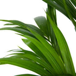Kentiapalm - Howea Forsteriana - P21 H120 - Kamerplant 6 Kentiapalm - Howea Forsteriana - P21 H120 - Kamerplant -Plantenzadenmest Winkel kentiapalm howea forsteriana p21 h120 6