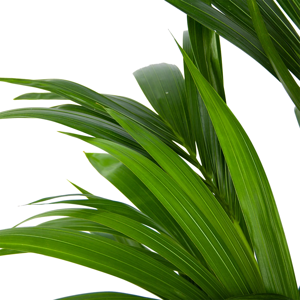 Kentiapalm - Howea Forsteriana - P21 H120 - Kamerplant 3 Kentiapalm - Howea Forsteriana - P21 H120 - Kamerplant - Afbeelding 3