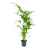Kentiapalm - Howea Forsteriana - P21 H140 - Kamerplant