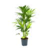 Kentiapalm - Howea Forsteriana - P24 H130 - Kamerplant