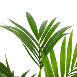 Kentiapalm - Howea Forsteriana - P24 H130 - Kamerplant -Plantenzadenmest Winkel kentiapalm howea forsteriana p24 h130 6