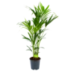 Kentiapalm - Howea Forsteriana - P24 H140 - Kamerplant