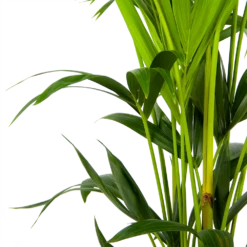 Kentiapalm - Howea Forsteriana - P24 H150 - Kamerplant -Plantenzadenmest Winkel kentiapalm howea forsteriana p24 h150 3