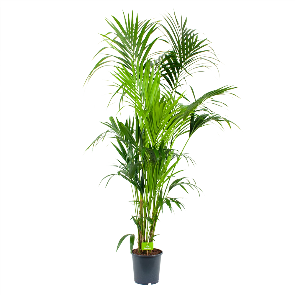 Kentiapalm - Howea Forsteriana - P24 H200 - Kamerplant 1 Kentiapalm - Howea Forsteriana - P24 H200 - Kamerplant