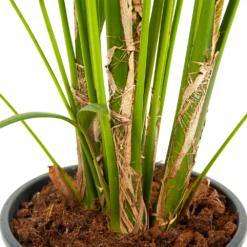 Plantenzadenmest Winkel -Plantenzadenmest Winkel kentiapalm howea forsteriana p24 h200 5