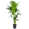 Kentiapalm - Howea Forsteriana - P24 H170 - Kamerplant
