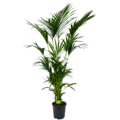 Kentiapalm - Howea Forsteriana - P27 H200 - Kamerplant