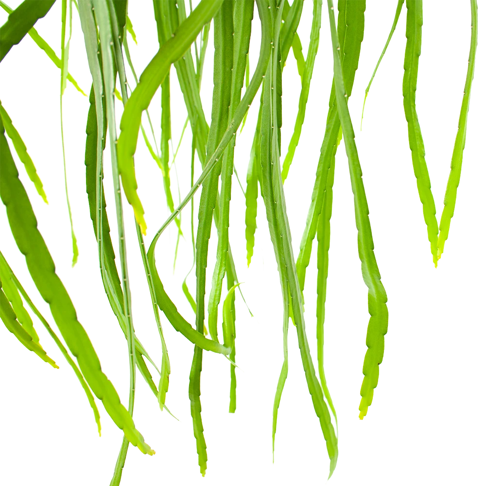 Lepismium Bolivianum - In Hangpot - P17 H40 - Kamerplant 2 Lepismium Bolivianum - In Hangpot - P17 H40 - Kamerplant - Afbeelding 2