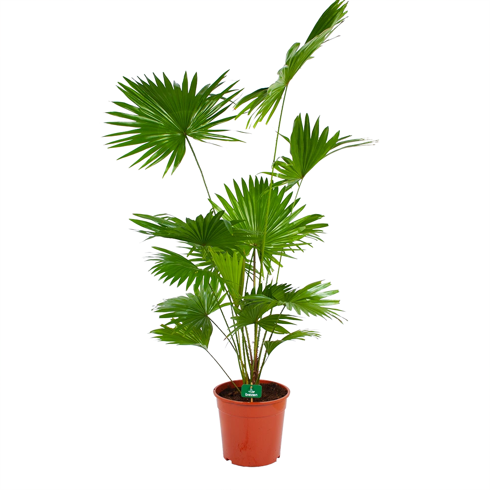 Livistona Rotundifolia - Chinese Schermpalm - P24 H100 - Kamerplant 1 Livistona Rotundifolia - Chinese Schermpalm - P24 H100 - Kamerplant