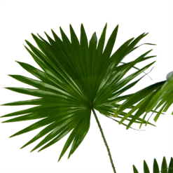 Livistona Rotundifolia - Chinese Schermpalm - P24 H100 - Kamerplant 6 Livistona Rotundifolia - Chinese Schermpalm - P24 H100 - Kamerplant -Plantenzadenmest Winkel livistona rotundifolia chinese schermpalm p24 h100 kamerplant 3