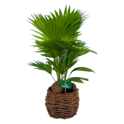 Livistona Rotundifolia In Gevlochten Caryota Pot - Chinese Schermpalm - P19 H50 - Kamerplant