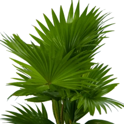 Livistona Rotundifolia In Gevlochten Caryota Pot - Chinese Schermpalm - P19 H50 - Kamerplant -Plantenzadenmest Winkel livistona rotundifolia in pot chinese schermpalm p19 h50 kamerplant 3