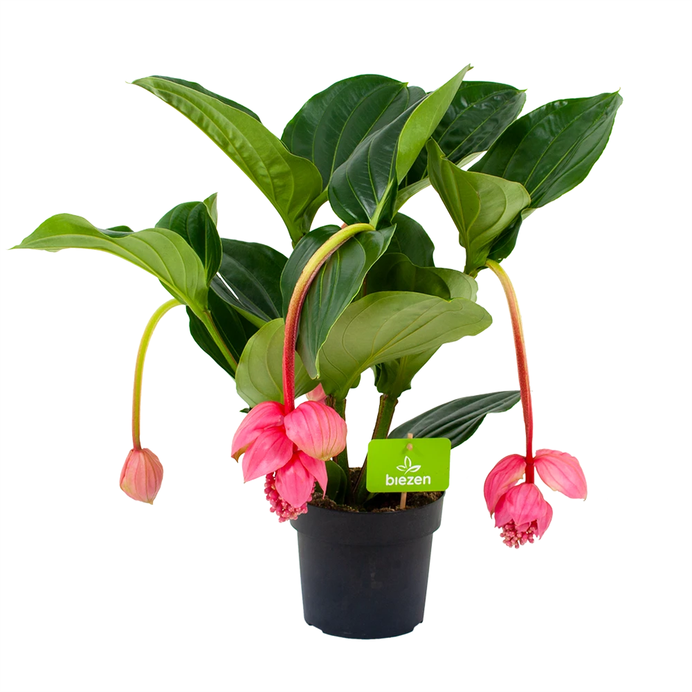 Medinella Magnifica - Trosbloem - P17 H60 - Kamerplant 1 Medinella Magnifica - Trosbloem - P17 H60 - Kamerplant