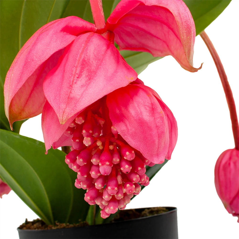 Medinella Magnifica - Trosbloem - P17 H60 - Kamerplant 2 Medinella Magnifica - Trosbloem - P17 H60 - Kamerplant - Afbeelding 2