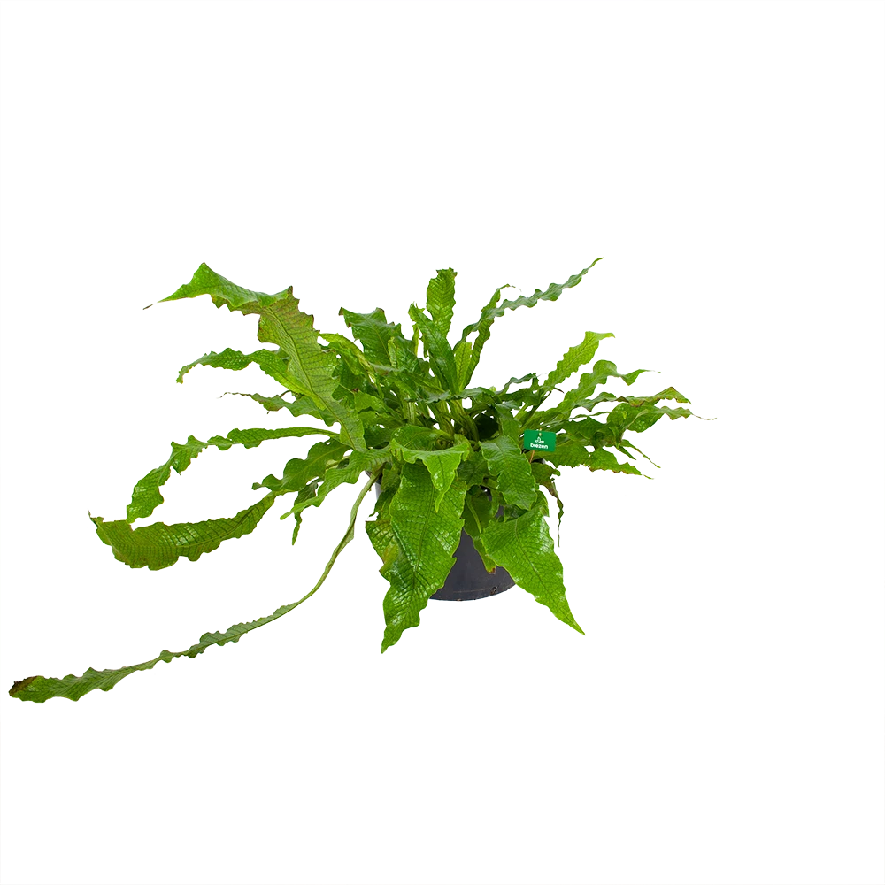 Microsorum Crocodyllus - Krokodillenvaren - P37 H85 - Kamerplant 1 Microsorum Crocodyllus - Krokodillenvaren - P37 H85 - Kamerplant