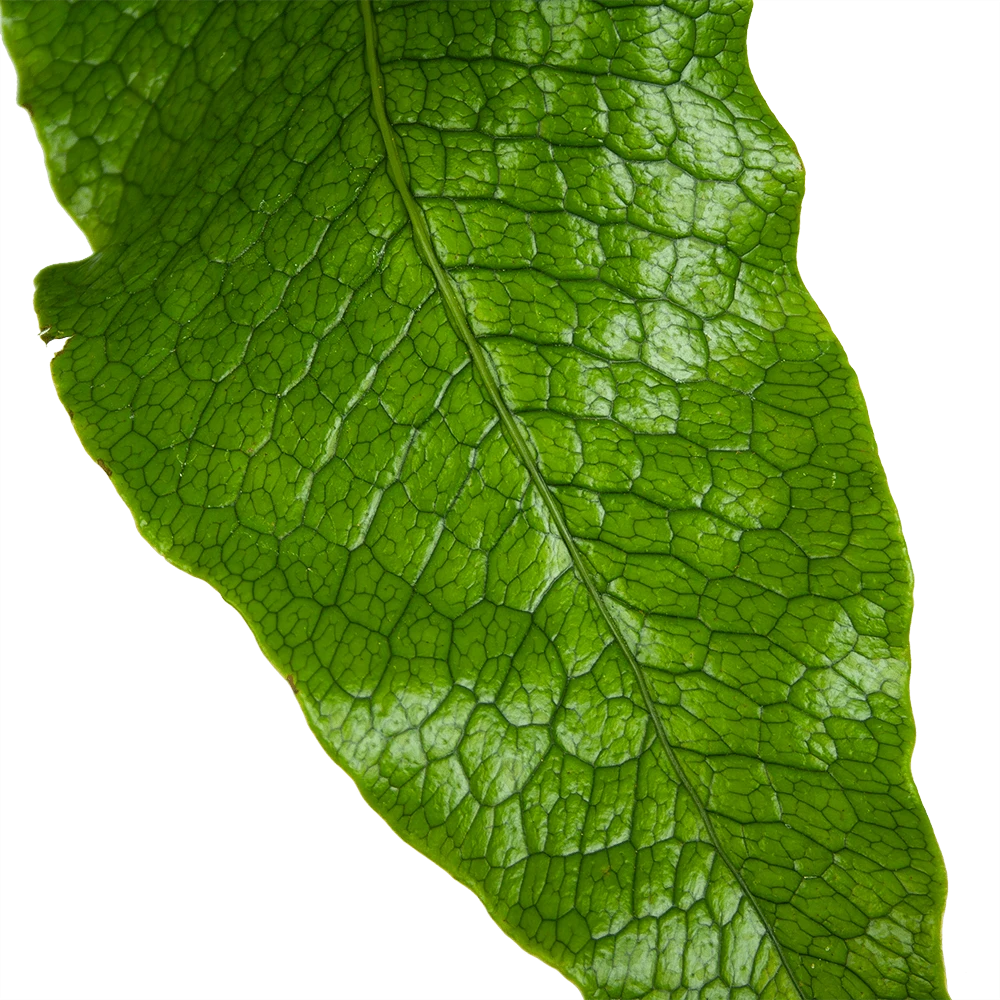 Microsorum Crocodyllus - Krokodillenvaren - P37 H85 - Kamerplant 2 Microsorum Crocodyllus - Krokodillenvaren - P37 H85 - Kamerplant - Afbeelding 2