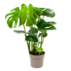 Monstera Deliciosa - Gatenplant - P17 H65 - Kamerplant