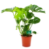 Monstera Deliciosa - Gatenplant - P21 H75 - Kamerplant